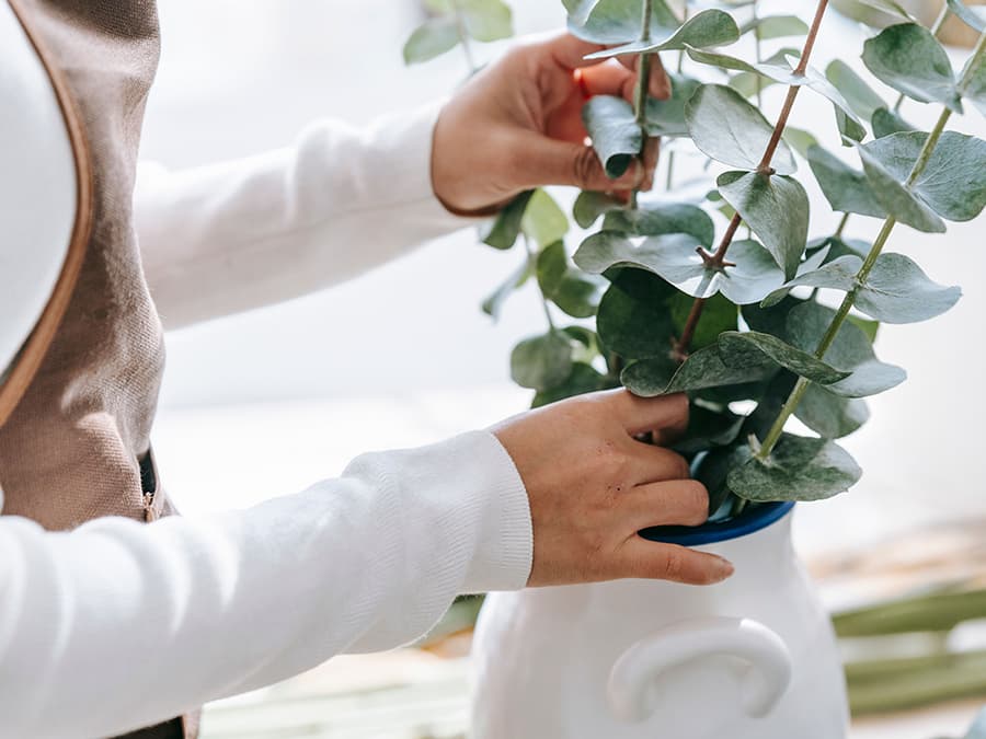 Eucalyptus