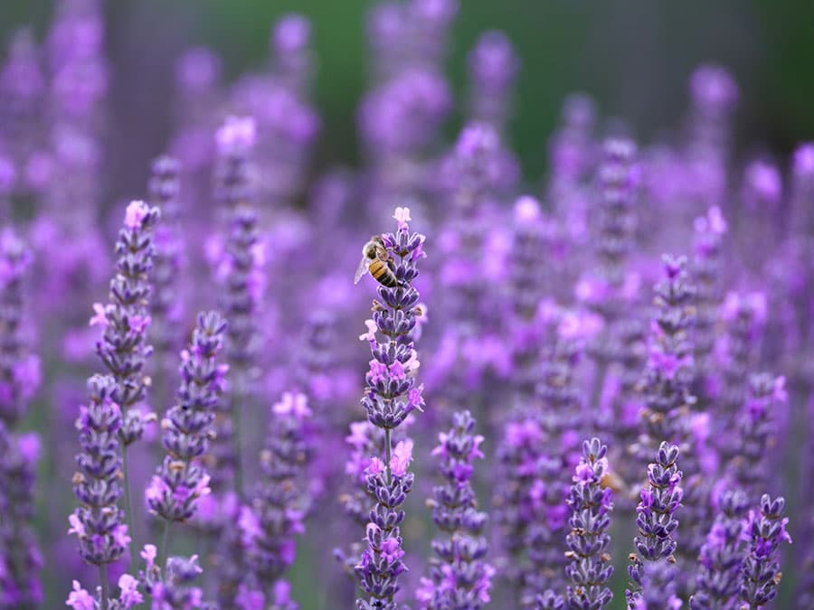 Lavender