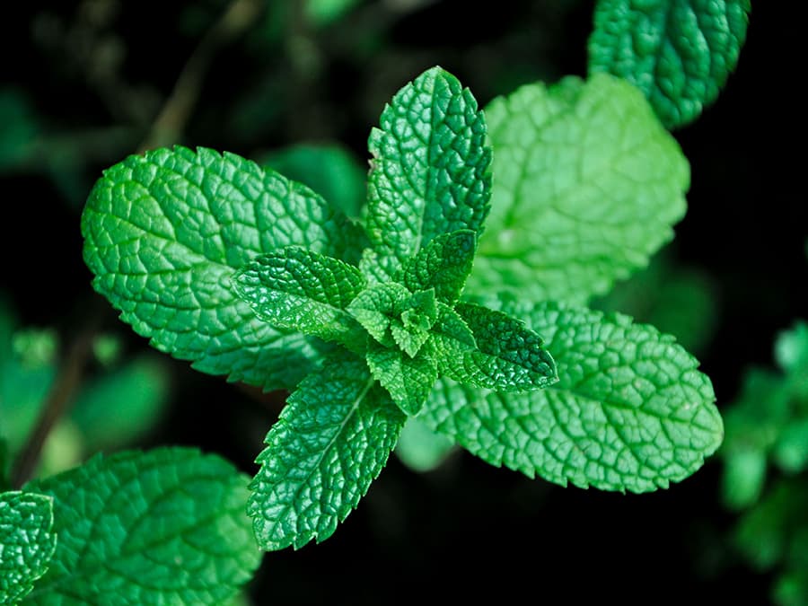 Peppermint